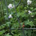 Swamp Leatherflower